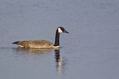 Canada Goose, Branta canadensis