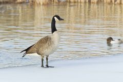 Canada Goose, Branta canadensis