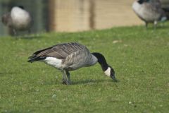 Canada Goose, Branta canadensis