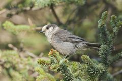 Canada Jay, erisoreus canadensis