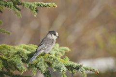 Canada Jay, erisoreus canadensis