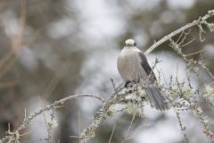 Canada Jay, erisoreus canadensis