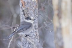 Canada Jay, erisoreus canadensis