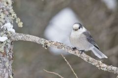 Canada Jay, erisoreus canadensis