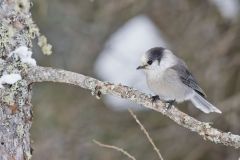 Canada Jay, erisoreus canadensis