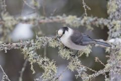 Canada Jay, erisoreus canadensis