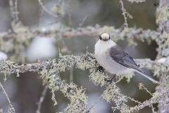 Canada Jay, erisoreus canadensis