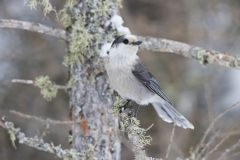 Canada Jay, erisoreus canadensis