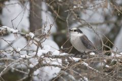 Canada Jay, erisoreus canadensis