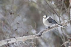 Canada Jay, erisoreus canadensis