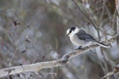 Canada Jay, erisoreus canadensis