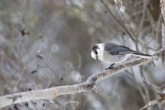 Canada Jay, erisoreus canadensis