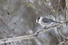 Canada Jay, erisoreus canadensis