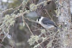 Canada Jay, erisoreus canadensis