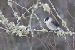 Canada Jay, erisoreus canadensis