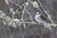 Canada Jay, erisoreus canadensis