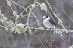 Canada Jay, erisoreus canadensis