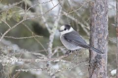 Canada Jay, erisoreus canadensis