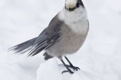 Canada Jay, erisoreus canadensis