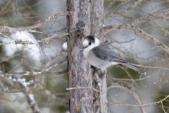 Canada Jay, erisoreus canadensis