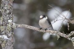 Canada Jay, erisoreus canadensis