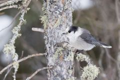 Canada Jay, erisoreus canadensis