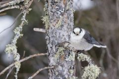 Canada Jay, erisoreus canadensis