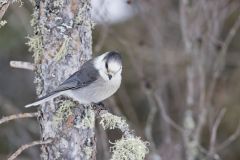 Canada Jay, erisoreus canadensis