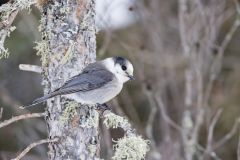 Canada Jay, erisoreus canadensis