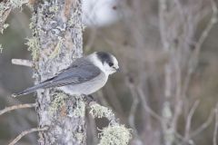 Canada Jay, erisoreus canadensis