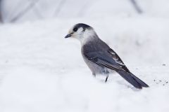 Canada Jay, erisoreus canadensis