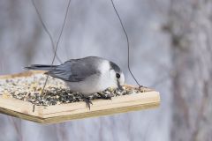 Canada Jay, erisoreus canadensis