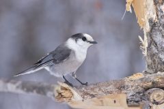 Canada Jay, erisoreus canadensis