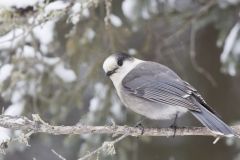 Canada Jay, erisoreus canadensis