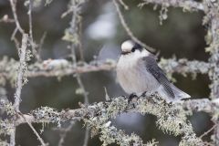 Canada Jay, erisoreus canadensis