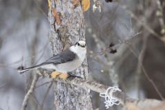 Canada Jay, erisoreus canadensis