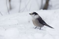 Canada Jay, erisoreus canadensis