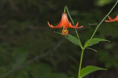 Canada Lily, Lilium canadense