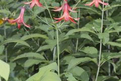 Canada Lily, Lilium canadense