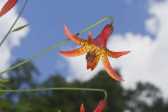 Canada Lily, Lilium canadense