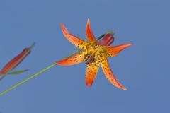 Canada Lily, Lilium canadense