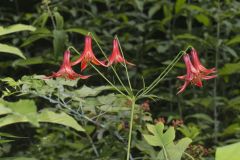 Canada Lily, Lilium canadense