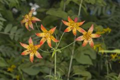 Canada Lily, Lilium canadense