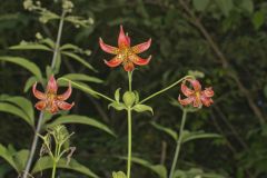 Canada Lily, Lilium canadense