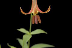 Canada Lily, Lilium canadense