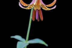 Canada Lily, Lilium canadense