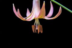 Canada Lily, Lilium canadense