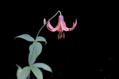 Canada Lily, Lilium canadense