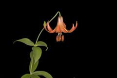 Canada Lily, Lilium canadense