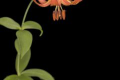 Canada Lily, Lilium canadense